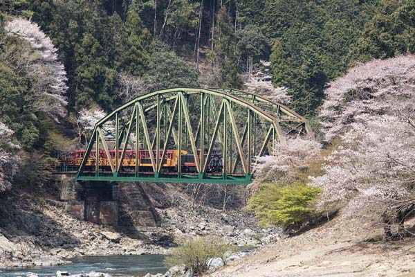 嵐山小火車-春_Photo1
